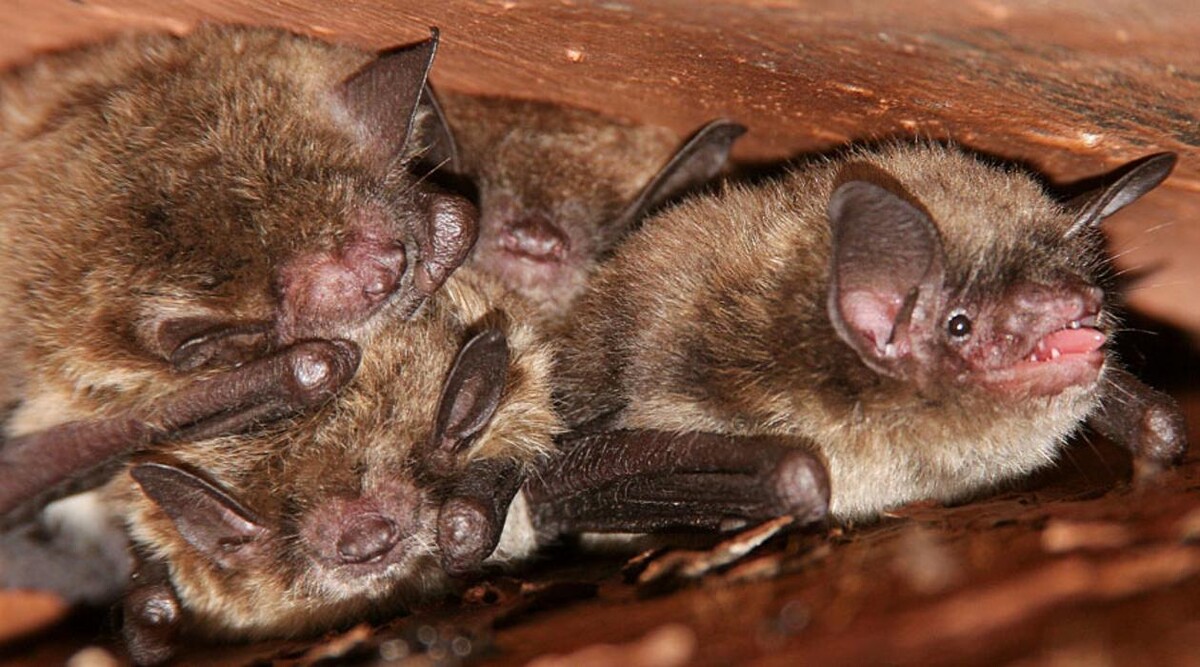 Images Pest Control Barrie