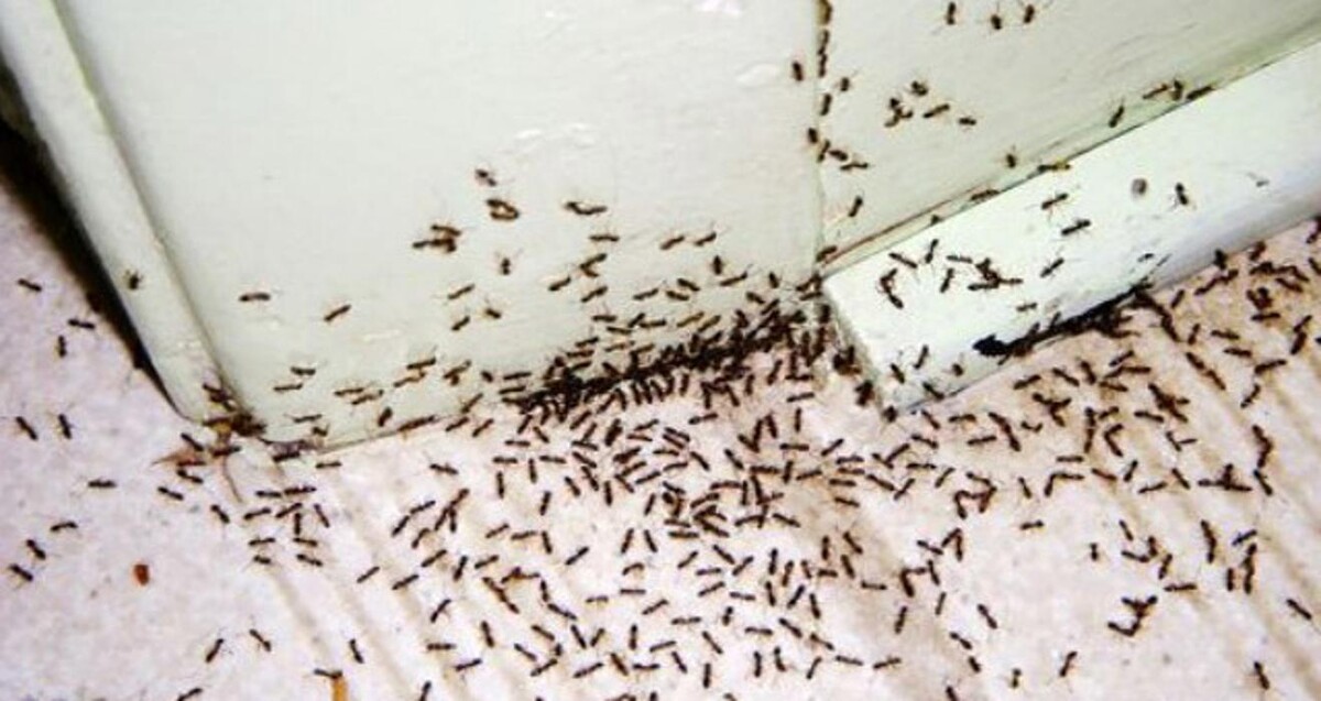 Images Pest Control Barrie