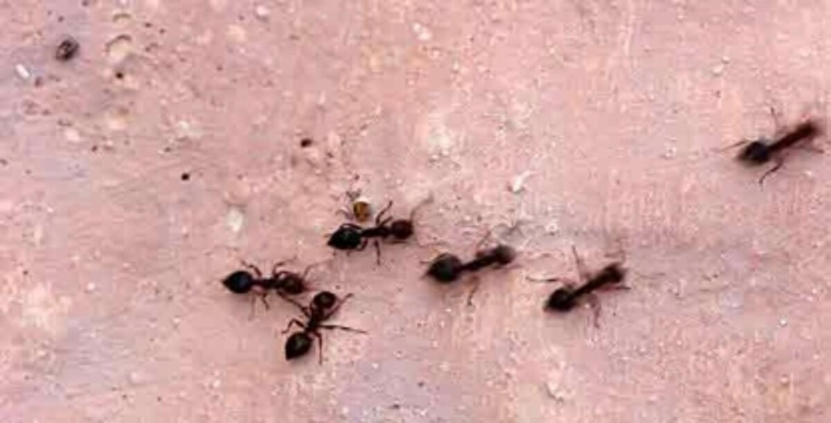 Images Pest Control Barrie