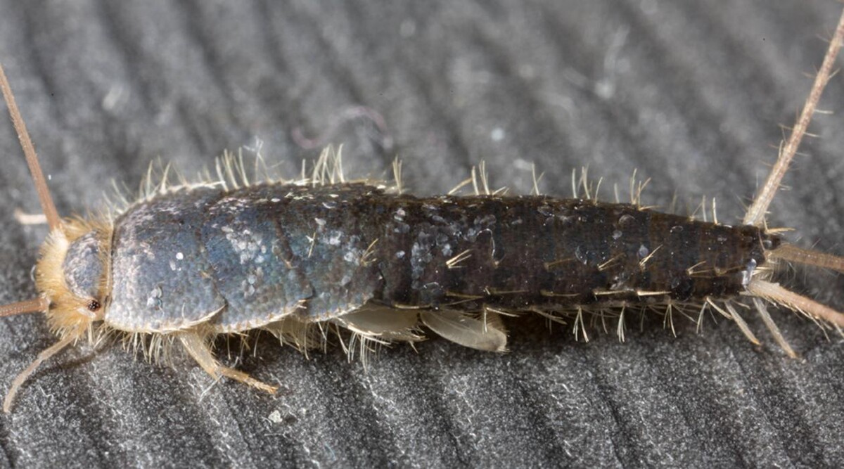 Images Pest Control Barrie