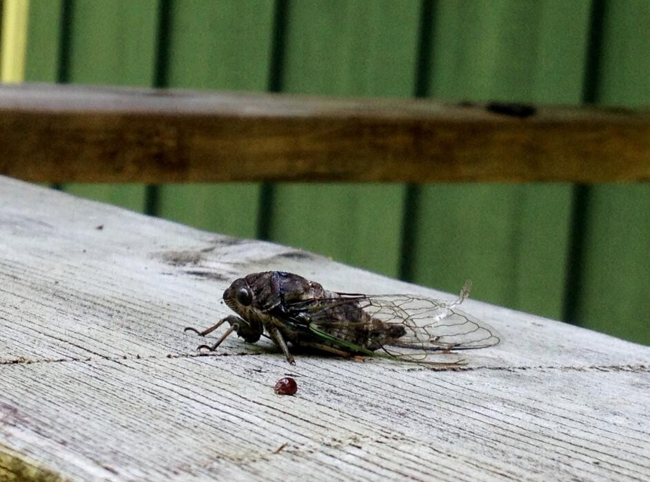 Images Eco-Choice Pest Control