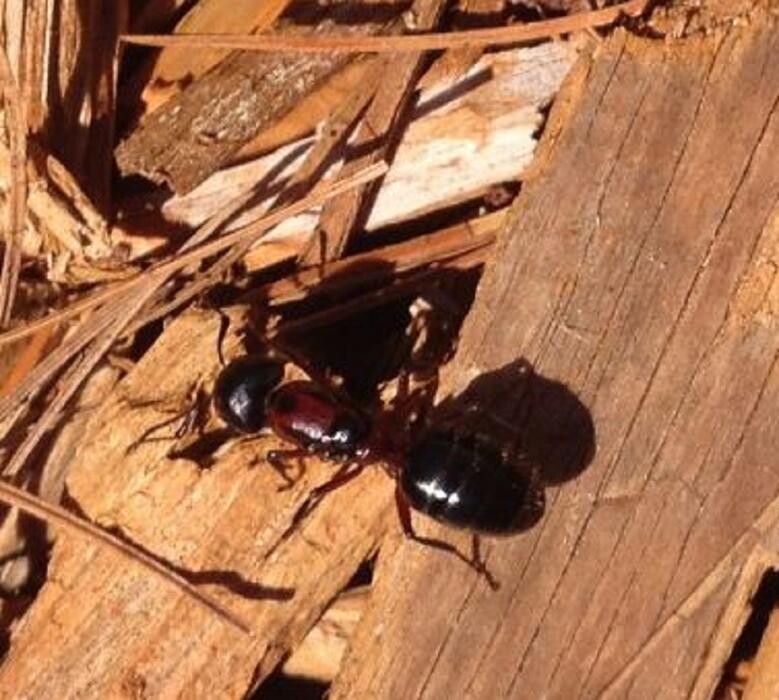 Images Eco-Choice Pest Control