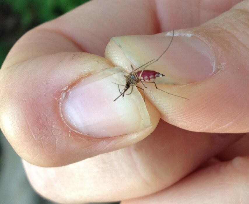 Images Eco-Choice Pest Control