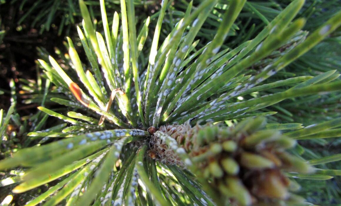 Images Eco-Choice Pest Control