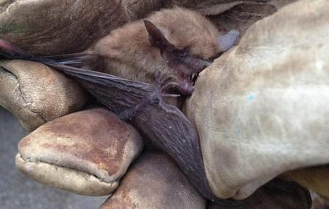 Images Eco-Choice Pest Control