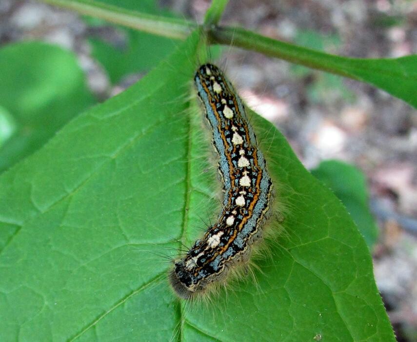 Images Eco-Choice Pest Control