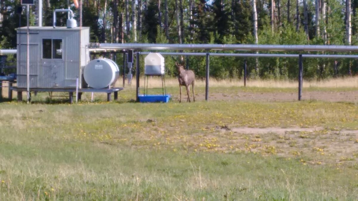 Images Alberta Protection Service
