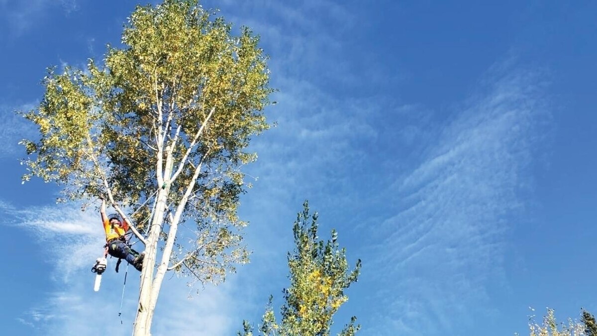 Images Ascent Tree Services Ltd.