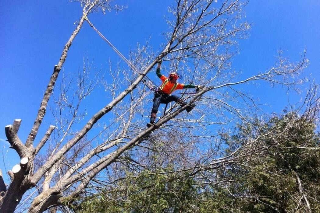 Images Ascend Tree Services