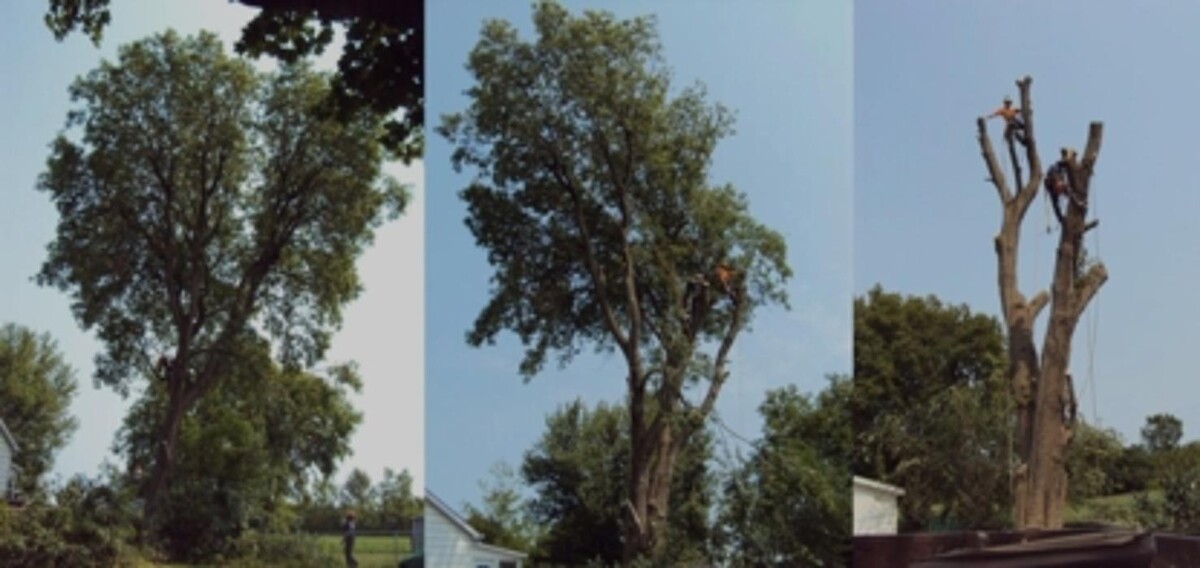 Images Ascend Tree Services