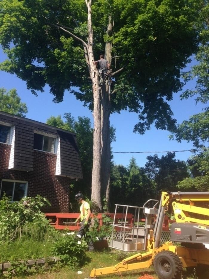 Images Ascend Tree Services