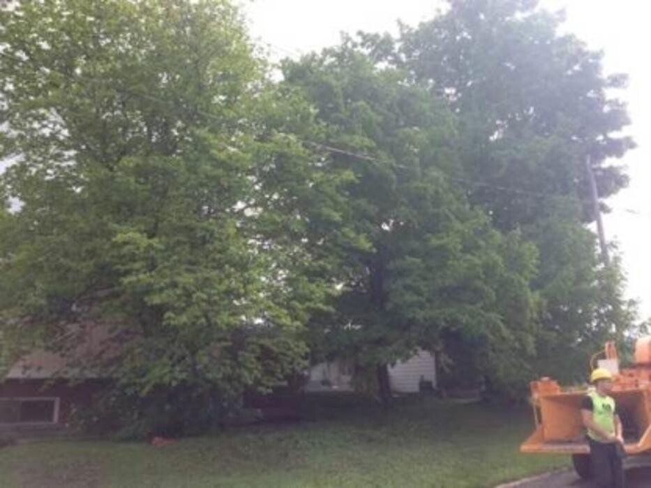 Images Ascend Tree Services