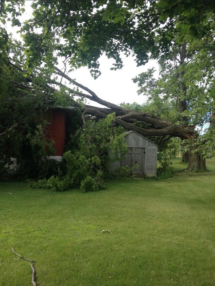 Images Ingold Tree Service