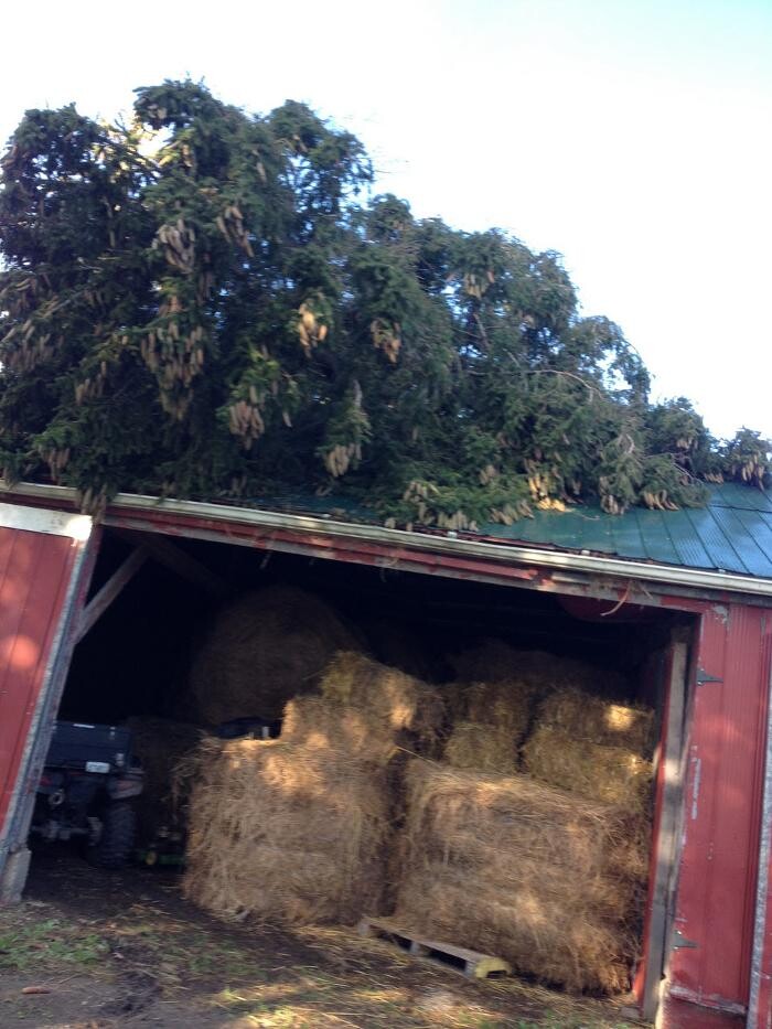 Images Ingold Tree Service