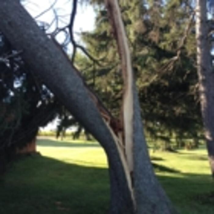 Images Ingold Tree Service