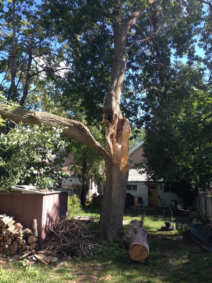 Images Ingold Tree Service