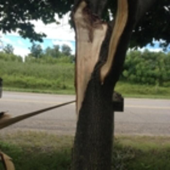 Images Ingold Tree Service