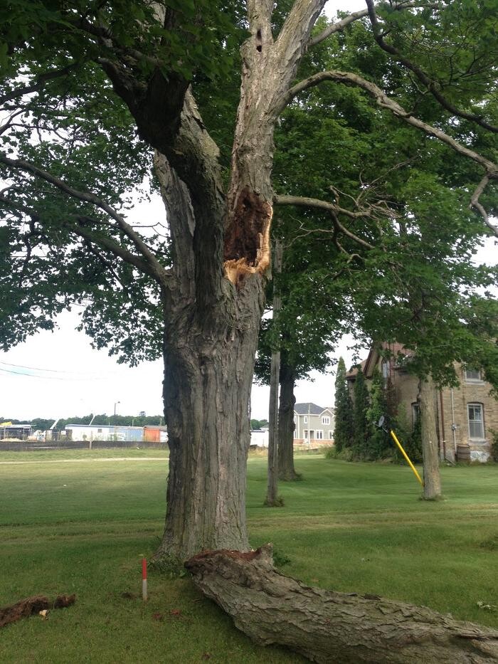 Images Ingold Tree Service