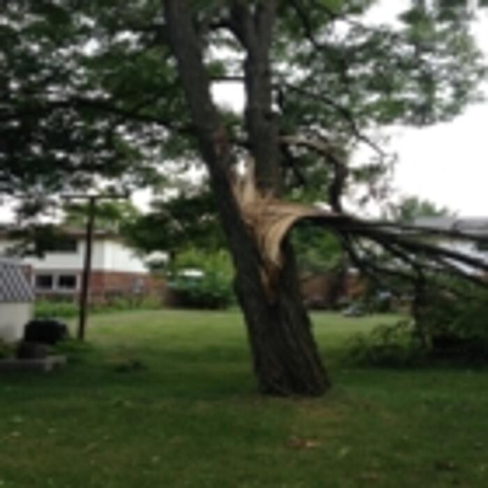 Images Ingold Tree Service