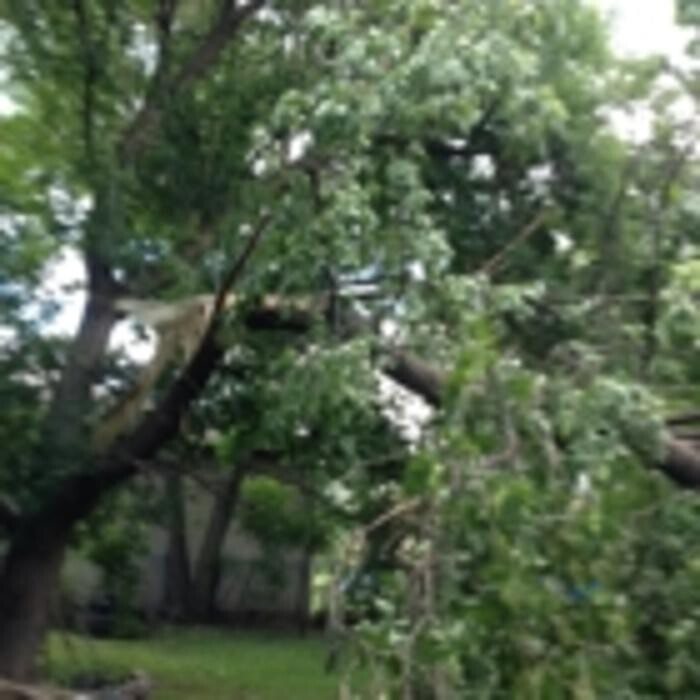 Images Ingold Tree Service