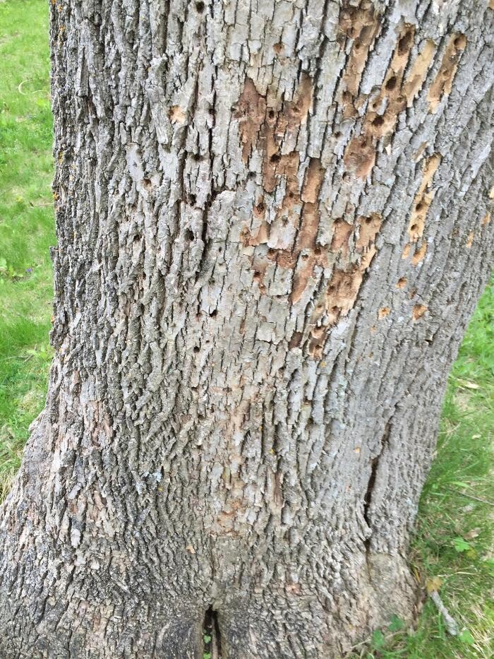 Images Ingold Tree Service