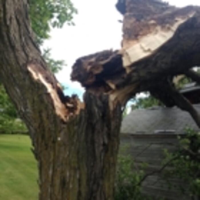 Images Ingold Tree Service