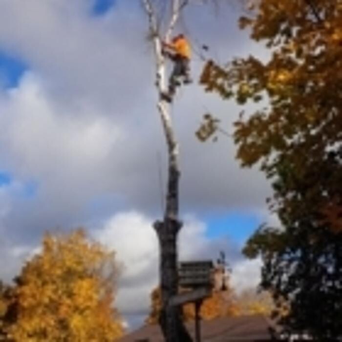 Images Ingold Tree Service