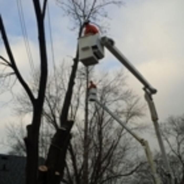 Images Ingold Tree Service
