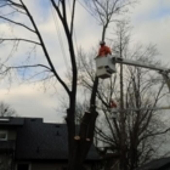 Images Ingold Tree Service