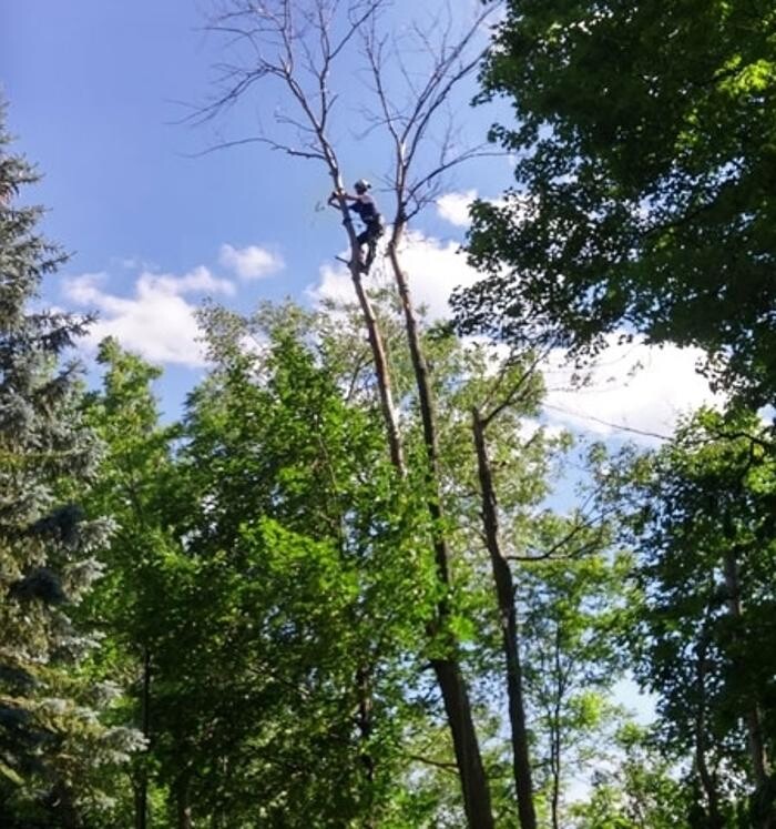 Images Ingold Tree Service