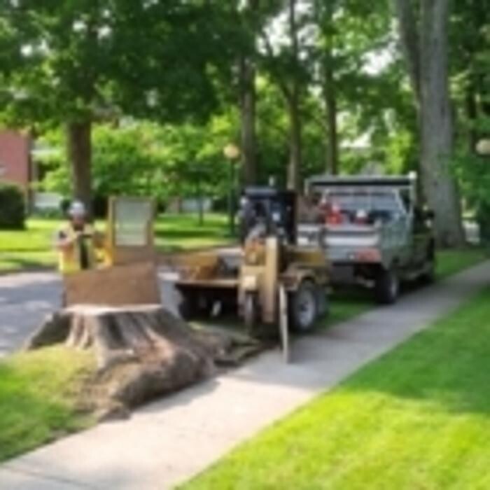 Images Ingold Tree Service
