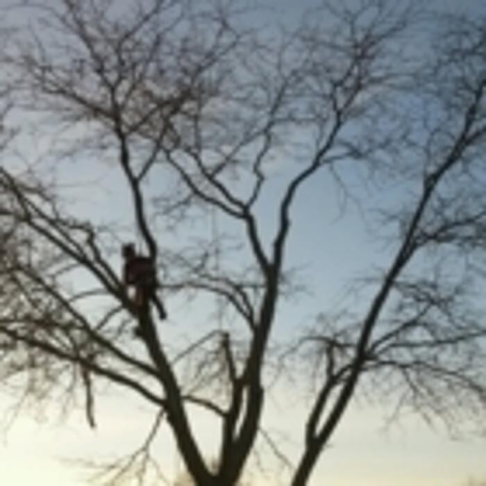 Images Ingold Tree Service