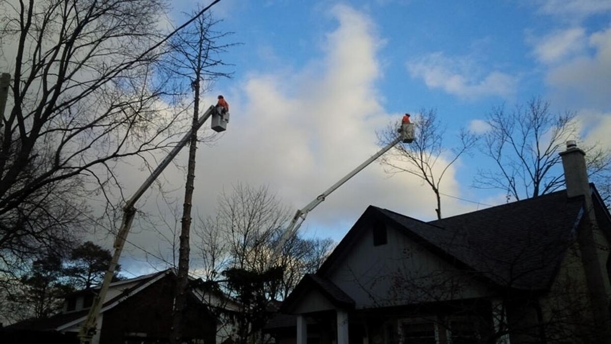 Images Ingold Tree Service