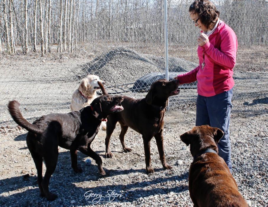 Images Eldorado VIP Boarding Kennels