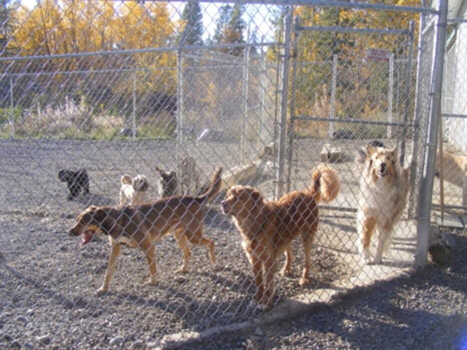 Images Eldorado VIP Boarding Kennels