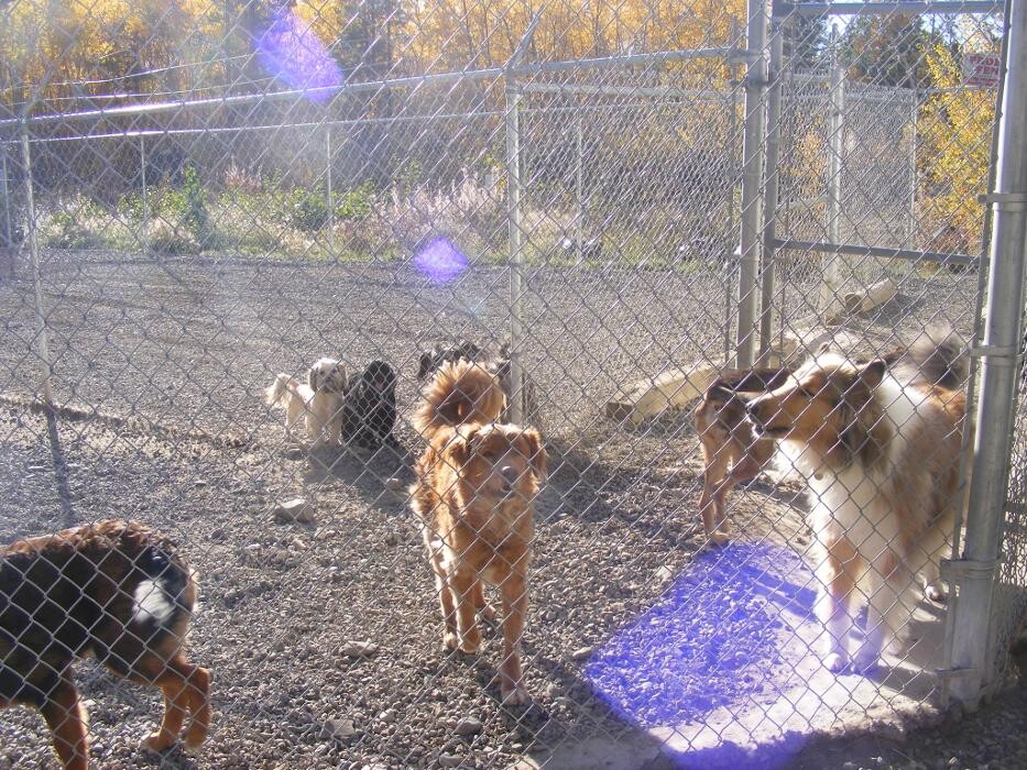 Images Eldorado VIP Boarding Kennels