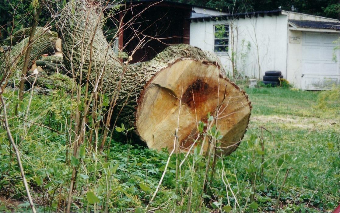 Images Four Seasons Expert Tree Maintenance & Removal Inc