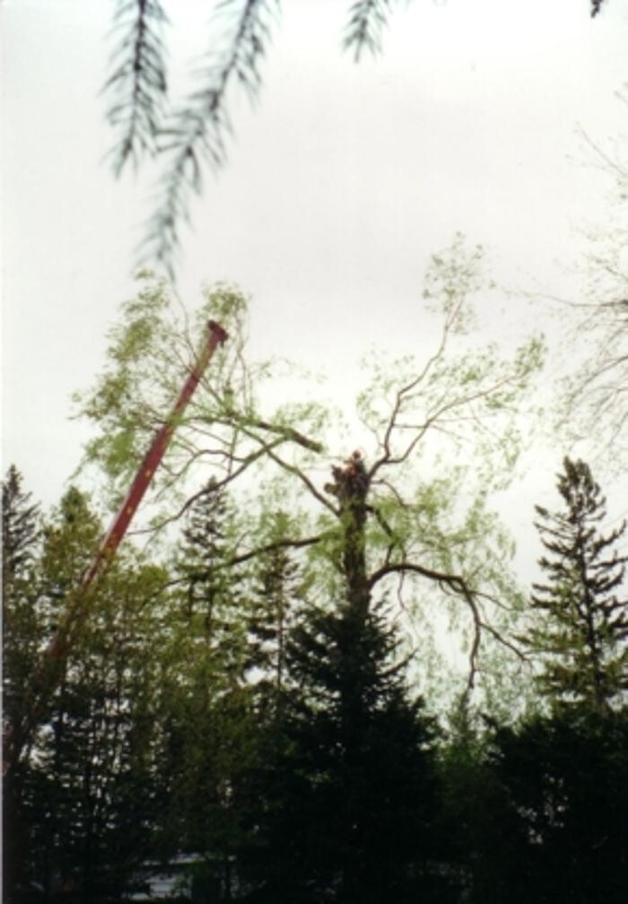 Images Four Seasons Expert Tree Maintenance & Removal Inc