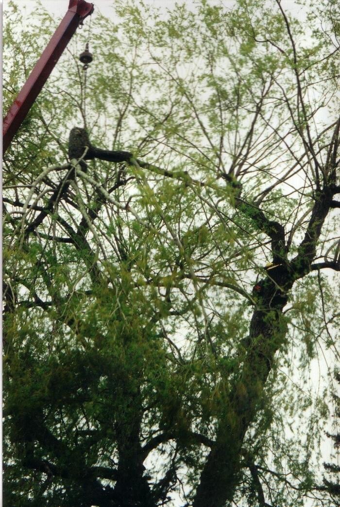 Images Four Seasons Expert Tree Maintenance & Removal Inc