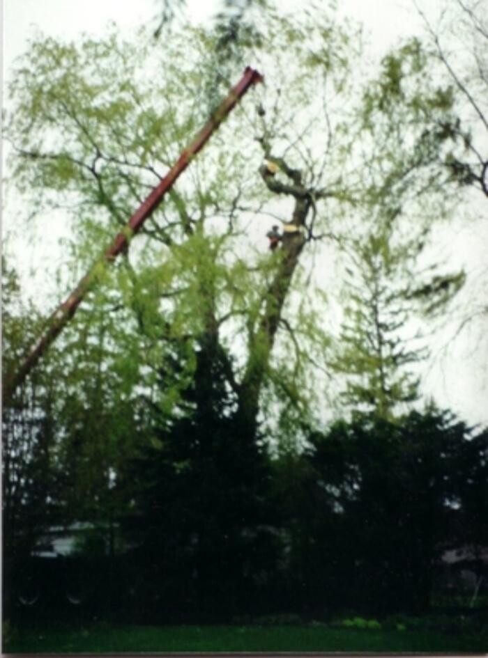 Images Four Seasons Expert Tree Maintenance & Removal Inc