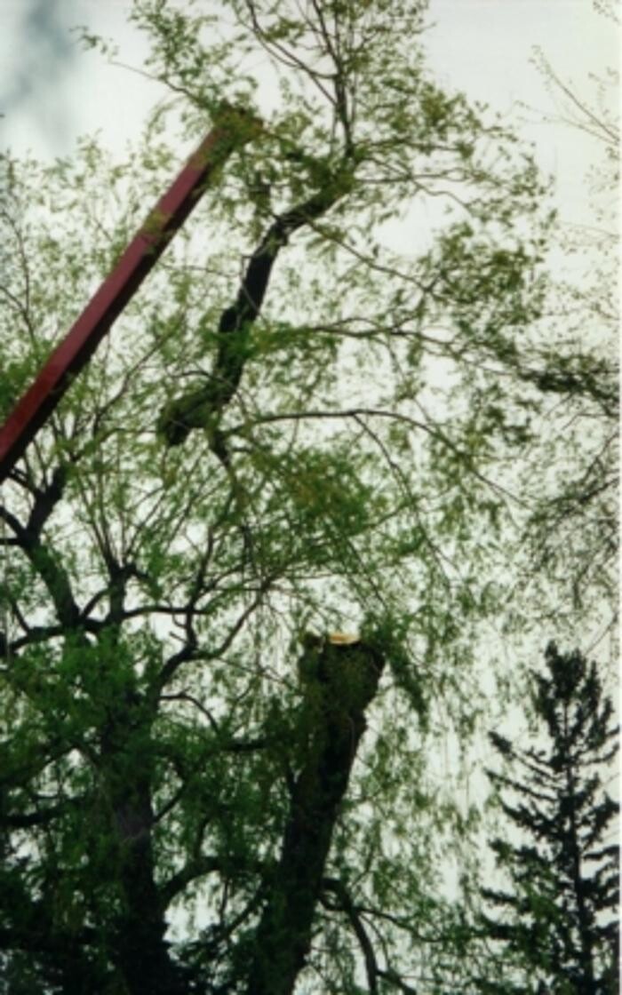 Images Four Seasons Expert Tree Maintenance & Removal Inc