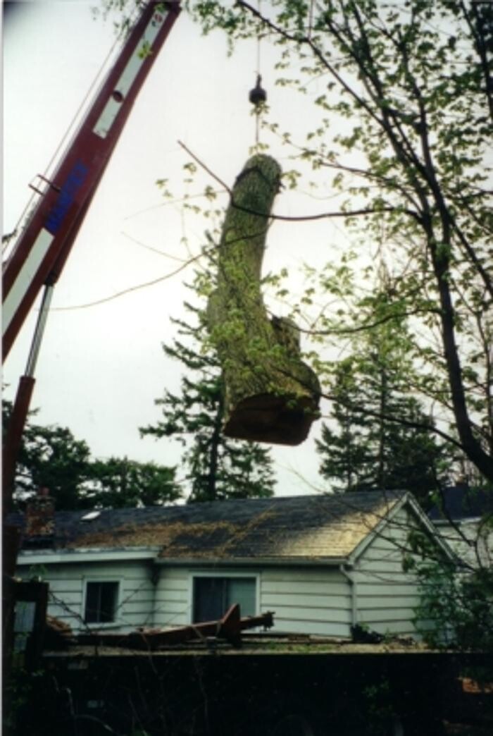 Images Four Seasons Expert Tree Maintenance & Removal Inc