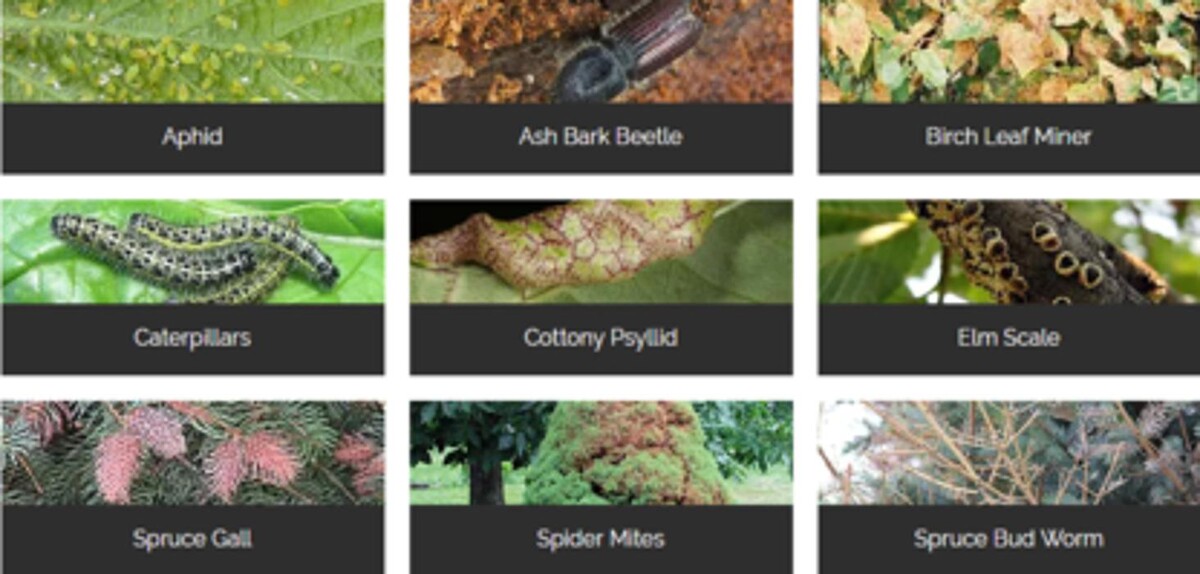 Images Alberta Tree Spraying