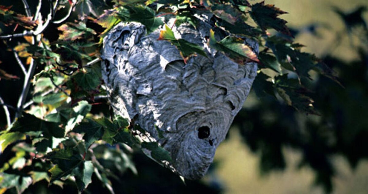 Images Pacific Coastal Pest Control Ltd