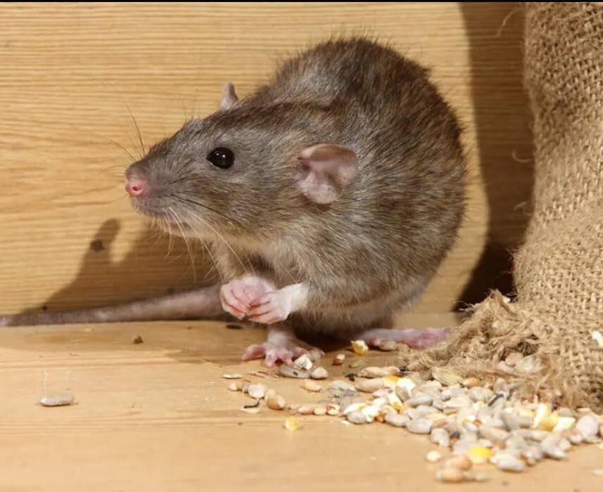 Images Pacific Coastal Pest Control Ltd