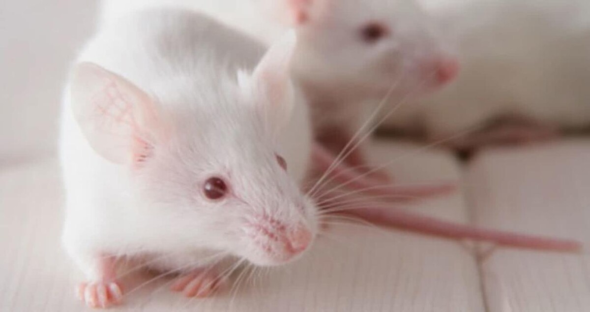 Images Pacific Coastal Pest Control Ltd