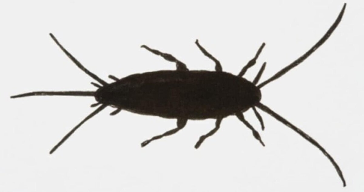 Images Pacific Coastal Pest Control Ltd