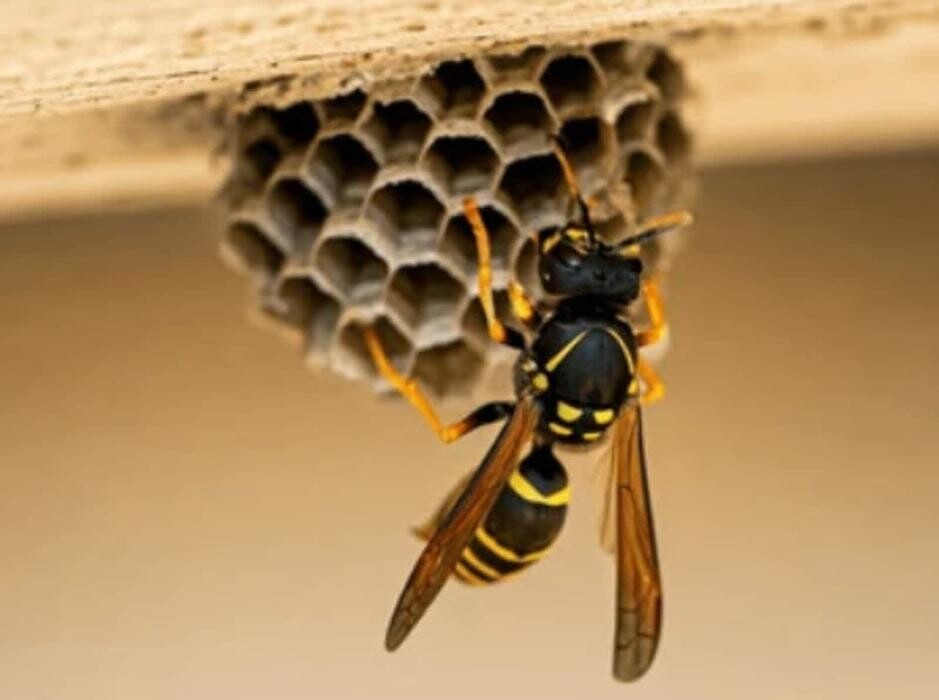 Images Pacific Coastal Pest Control Ltd