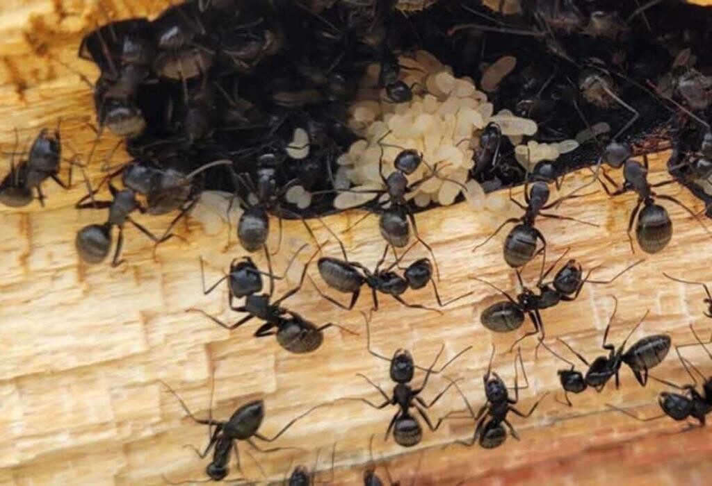 Images Pacific Coastal Pest Control Ltd