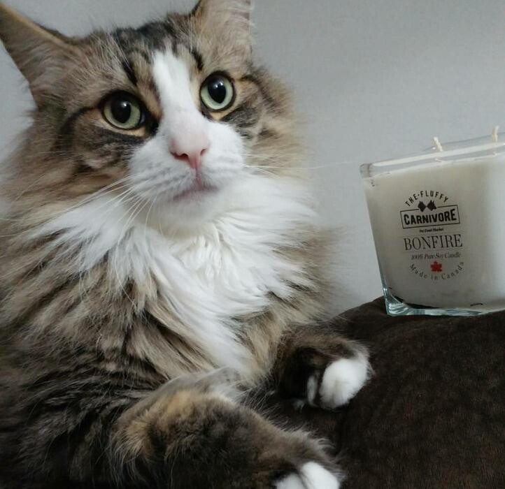 Images The Fluffy Carnivore Pet Food Market